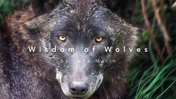 Wisdom of Wolves Jana Malin