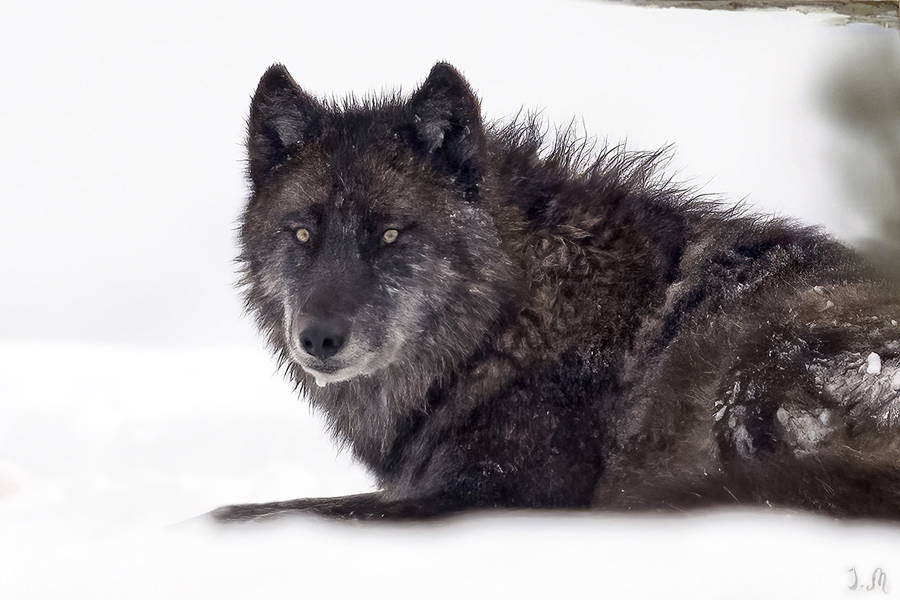 Balck Wolf Jana Malin