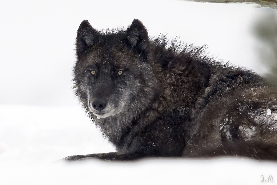 Wapii Wolf Jana Malin