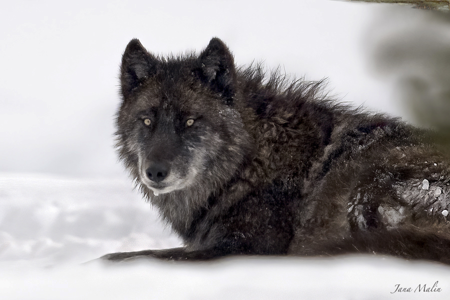 Balck Wolf Yellowstone Jana Malin