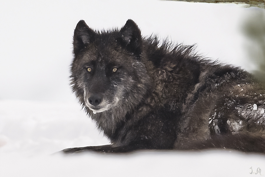 Black Wolf Wapiti Jana Malin Photo Art