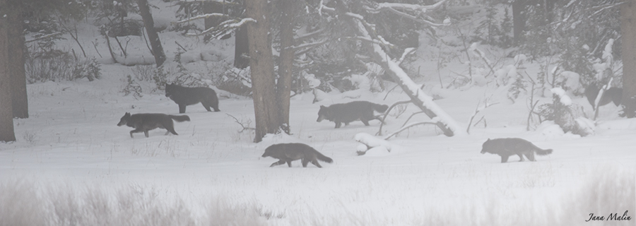 Lamar Wolves Jana Malin Yellowstone