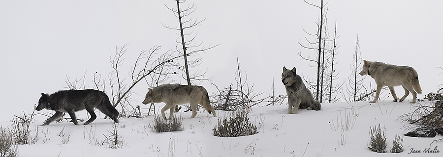 Wapiti Lake Rudel Jana Malin Yellowstone